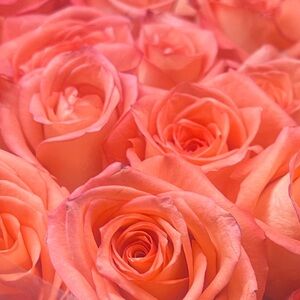 Meet your Posher, Margarita